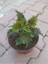 Kolyos Flower With Beautiful Leaves Yaprak Güzeli 1