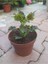 Kolyos Flower With Beautiful Leaves Yaprak Güzeli 2