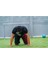 Kırmızı Direnç Lastiği, Fitness ve Crosstraining için ideal, güçlü ve dayanıklı seçenek 5
