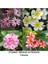 2'li Paket Karışık Renklerde Adenium Çöl Gülü Tohumu ve Plumeria Tohumu Toplam 10 Adet 1