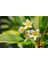 2'li Paket Karışık Renklerde Adenium Çöl Gülü Tohumu ve Plumeria Tohumu Toplam 10 Adet 3