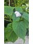 KOD:Y55 Arap Ful - Clerodendrum Fragrans (50-60 Cm) 2