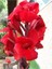 Canna Indica Çiçeği 20-40 cm 3