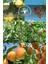 6 Adet Meyve Fidanı Zeytin , Antep Fıstığı , Badem , Kayısı , Ayva ve Şeftali 3 Yaş 1