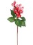Yılbaşı Çiçeği Pike Karlı Berry Kırmızı-Yeşil 30 Cm. 1