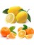 3'lü Narenciye Fidanı Paketi (Limon Portakal Mandalin) 1