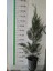 Leylandi Bitkisi Fidanı ( 100 ila 120cm ) 1