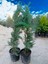 Saksıda Leylandi Fidanı Cupressocyparıs Leylandii 1/1.5 Metre 1