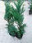 Saksıda Leylandi Fidanı Cupressocyparıs Leylandii 1/1.5 Metre 2