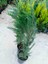 Saksıda Leylandi Fidanı Cupressocyparıs Leylandii 1/1.5 Metre 3