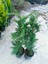 Saksıda Leylandi Fidanı Cupressocyparıs Leylandii 1/1.5 Metre 4