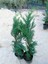 Saksıda Leylandi Fidanı Cupressocyparıs Leylandii 1/1.5 Metre 5