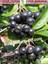 Bulancak 2 Yaşında Tam Bodur Doku Kültür Tüplü,topraklı Aronia Meyve Fidanı 1