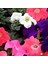 Tohum Evi Kısa Petunya Tohumu Mix Paket - Petunia GRANDIFLORA(100+ Tohum) 4