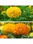 Kadife Çiçeği Tohumu - Tagetes Patula (30+ Tohum) 2