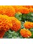 Kadife Çiçeği Tohumu - Tagetes Patula (30+ Tohum) 4