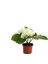 Hydrangea Macrophylla Beyaz Ortanca Fidanı 10- 20 cm 2