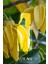 Ylang Ylang Esansiyel Uçucu Koku Yağı Difüzör Esansı Buhurdanlık Yağı Aromaterapi Yağı 10ml 2