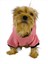 Student Rabbit Sweatshirt Köpek Kıyafeti Köpek Elbisesi 3