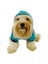 Team Sweatshirt Köpek Kıyafeti 4