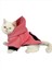 Student Rabbit Sweatshirt Kedi Kıyafeti Kedi Elbisesi 2
