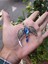 Harry Potter Ravenclaw Diadem Kolye 3