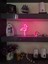 Gece Lambası Neon LED -Pelikan- 2