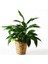 Fridfull Hasır Rattan Saksı 12 cm 2