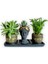 Haworthia & Sedum 3'lü Sukulent Seti | Helen Siyah & Gold Seri 1