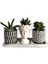 Haworthia & Echeveria & Sedum 3'lü Sukulent Seti | Helen Beyaz & Desenli Seri 1
