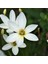 Beyaz Zıpçıktı Çiçeği Zephyranthes, Beyaz Çiçek Verir 5