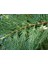 1-2 Yaş Arası Tüplü Leylandi (Cupressocyparis Leylandii) Fidanı - Hızlı Büyüyen, Soğuğa Dayanıklı Çit Bitkisi 1