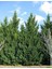 1-2 Yaş Arası Tüplü Leylandi (Cupressocyparis Leylandii) Fidanı - Hızlı Büyüyen, Soğuğa Dayanıklı Çit Bitkisi 2