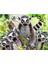 - Lemur Pelüş ve Selfie 48 Parça Puzzle 15801 3