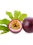 Ithal Passiflora Meyvesi Tohumu Çarkı Felek Saat Çiçeği Tohumu 3 Adet Tohum 1