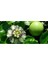 Ithal Passiflora Meyvesi Tohumu Çarkı Felek Saat Çiçeği Tohumu 3 Adet Tohum 3