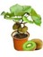 5 Adet Tohum Bodur Kivi Bonsai Ağacı Tohumu + Saksı Toprak 1