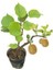5 Adet Tohum Bodur Kivi Bonsai Ağacı Tohumu + Saksı Toprak 2