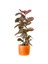 Pembe Alacalı Kauçuk Bitkisi-Ficus Elastica Belize-Ruby Terra Cotta Saksılı 2 Gövdeli 120-140CM 1