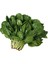 Yerli Ispanak Tohumu 500 Gr. 1