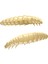 Larva Cheese Suni Yem 005 - Cheese 35MM 1