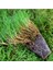 Bermuda Grass Çimi Tohumu İthal (Kurak ve Susuz Alanlara Özel) 1 kg 1