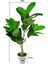 Yapay Çiçek Kauçuk Ağacı 85 cm Salon Çiçeği Beyaz Saksılı Yapay Bitki 2