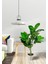 Yapay Çiçek Kauçuk Ağacı 85 cm Salon Çiçeği Beyaz Saksılı Yapay Bitki 5