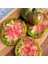 Aromatik Ananas Noir Domates Tohumu(15 Tohum) 1