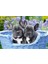 1000 Parça French Bulldog Puppies Puzzle 1