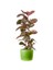 Pembe Alacalı Kauçuk Bitkisi-Ficus Elastica Belize-Ruby Yeşil Saksılı 2 Gövdeli 120-140CM 1