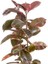Pembe Alacalı Kauçuk Bitkisi-Ficus Elastica Belize-Ruby Antrasit Saksılı 2 Gövdeli 120-140CM 2