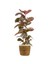 Pembe Alacalı Kauçuk Bitkisi-Ficus Elastica Belize-Lane Hasır Saksılı 2 Gövdeli 120-140CM 1