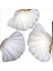 Chına Clam Kiloluk Deniz Kabuğu (1 Kg) 1